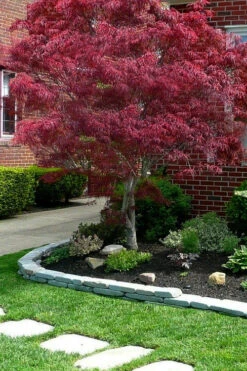 Ribbon Leaf Japanese Maple (Acer Palmatum 'Atrolineare') - 3 Gallon Pot (4-5')