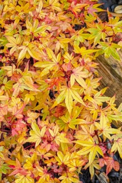 Beni Hime Dwarf Japanese Maple (Single-Trunk Tree Form) - 1 Gallon Pot -Wilson Bros Gardens acer palmatum beni hime japanese maple 19 1