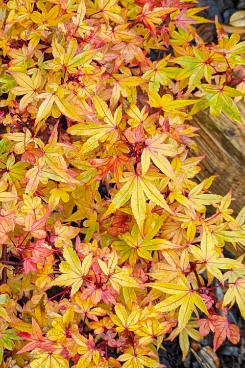 Beni Hime Dwarf Japanese Maple (Single Trunk Tree Form) - 7 Gallon Pot 7 Beni Hime Dwarf Japanese Maple (Single Trunk Tree Form) - 7 Gallon Pot - Image 7