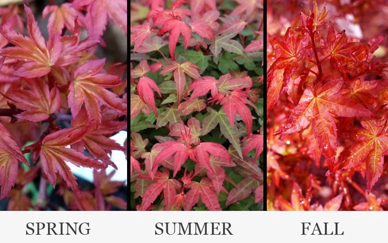 Beni Hime Dwarf Japanese Maple - 3 Gallon Pot 5 Beni Hime Dwarf Japanese Maple - 3 Gallon Pot - Image 5