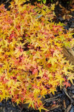 Beni Hime Dwarf Japanese Maple (Single-Trunk Tree Form) - 1 Gallon Pot -Wilson Bros Gardens acer palmatum beni hime japanese maple 32 1