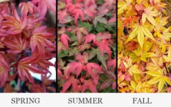 Beni Hime Dwarf Japanese Maple (Single-Trunk Tree Form) - 1 Gallon Pot -Wilson Bros Gardens acer palmatum beni hime japanese maple 34 1