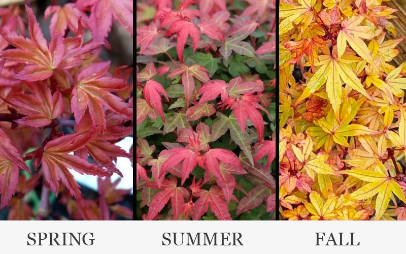 Beni Hime Dwarf Japanese Maple (Single Trunk Tree Form) - 7 Gallon Pot 4 Beni Hime Dwarf Japanese Maple (Single Trunk Tree Form) - 7 Gallon Pot - Image 4