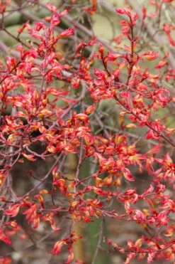 Beni Hime Dwarf Japanese Maple - 3 Gallon Pot 17 Beni Hime Dwarf Japanese Maple - 3 Gallon Pot -Wilson Bros Gardens acer palmatum beni hime japanese maple 5