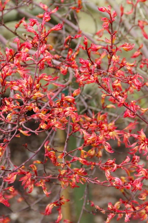 Beni Hime Dwarf Japanese Maple - 3 Gallon Pot 9 Beni Hime Dwarf Japanese Maple - 3 Gallon Pot - Image 9