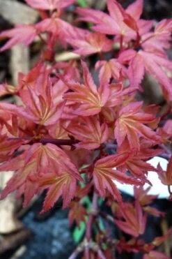 Beni Hime Dwarf Japanese Maple - 3 Gallon Pot 14 Beni Hime Dwarf Japanese Maple - 3 Gallon Pot -Wilson Bros Gardens acer palmatum beni hime japanese maple 8