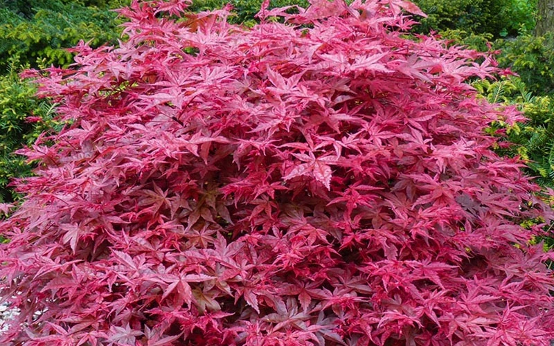 Beni Maiko Red Dancing Girl Japanese Maple - 5 Gallon Pot 5 Beni Maiko Red Dancing Girl Japanese Maple - 5 Gallon Pot - Image 5