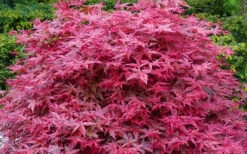 Beni Maiko Red Dancing Girl Japanese Maple - 1 Gallon Pot -Wilson Bros Gardens acer palmatum beni maiko japanese maple 2 2