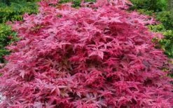 'Beni Maiko' Red Dancing Girl Japanese Maple - 1 Gallon Pot -Wilson Bros Gardens acer palmatum beni maiko japanese maple 2