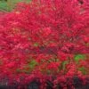 'Beni Maiko' Red Dancing Girl Japanese Maple - 1 Gallon Pot