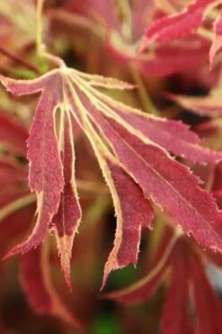'Beni Shi En' Purple Smoke Japanese Maple - 3 Gallon Pot -Wilson Bros Gardens acer palmatum beni shi en japanese maple tree 15