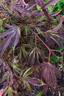 'Beni Shi En' Purple Smoke Japanese Maple - 3 Gallon Pot -Wilson Bros Gardens acer palmatum beni shi en japanese maple tree 20