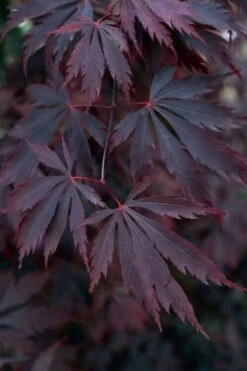 Black Lace Japanese Maple - 6 Gallon Pot 14 Black Lace Japanese Maple - 6 Gallon Pot -Wilson Bros Gardens acer palmatum black lace japanese maple 1