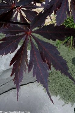 Black Lace Japanese Maple - 6 Gallon Pot 13 Black Lace Japanese Maple - 6 Gallon Pot -Wilson Bros Gardens acer palmatum black lace japanese maple 3