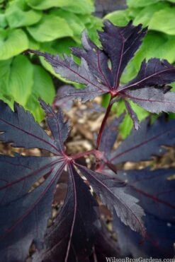 Black Lace Japanese Maple - 6 Gallon Pot 19 Black Lace Japanese Maple - 6 Gallon Pot -Wilson Bros Gardens acer palmatum black lace japanese maple 5