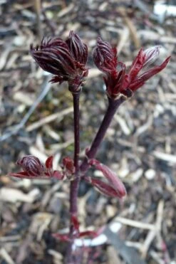 Black Lace Japanese Maple - 6 Gallon Pot 17 Black Lace Japanese Maple - 6 Gallon Pot -Wilson Bros Gardens acer palmatum black lace japanese maple 8