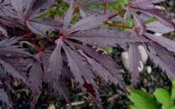 Black Lace Japanese Maple - 6 Gallon Pot 16 Black Lace Japanese Maple - 6 Gallon Pot -Wilson Bros Gardens acer palmatum black lace japanese maple 9