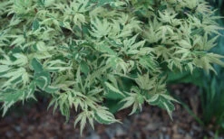 Butterfly Japanese Maple - 5 Gallon Pot -Wilson Bros Gardens acer palmatum butterfly japanese maple 104 1