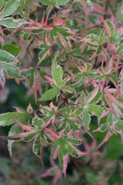 Butterfly Japanese Maple - 7 Gallon Pot -Wilson Bros Gardens acer palmatum butterfly japanese maple 107 3