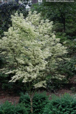 Butterfly Japanese Maple - 5 Gallon Pot