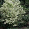 Butterfly Japanese Maple - 2.5 Quart Pot