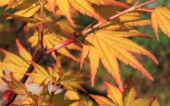 Spring Orange Japanese Maple (Acer Palmatum 'Daidai Haru) - 3 Gallon Pot (5-6') -Wilson Bros Gardens acer palmatum daidai haru spring orange japanese maple 5 1