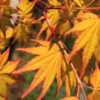 Spring Orange Japanese Maple (Acer Palmatum 'Daidai Haru) - 3 Gallon Pot (5-6')