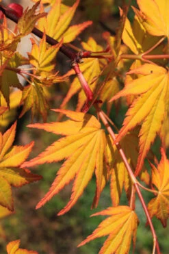 Spring Orange Japanese Maple (Acer Palmatum 'Daidai Haru) - 3 Gallon Pot (5-6')