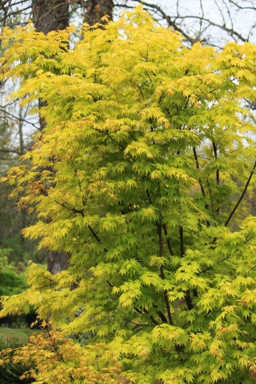 Spring Orange Japanese Maple (Acer Palmatum 'Daidai Haru) - 3 Gallon Pot 6 Spring Orange Japanese Maple (Acer Palmatum 'Daidai Haru) - 3 Gallon Pot - Image 6
