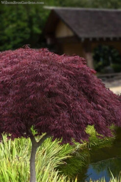 Crimson Queen Dwarf Japanese Maple (High Graft Tree Form) - 3 Gallon Pot