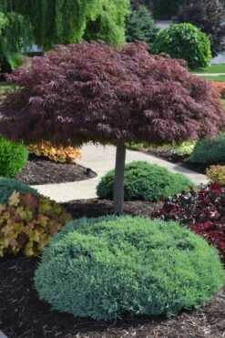 Crimson Queen Dwarf Japanese Maple (High Graft Tree Form) - 5 Gallon Pot 12 Crimson Queen Dwarf Japanese Maple (High Graft Tree Form) - 5 Gallon Pot -Wilson Bros Gardens acer palmatum dissectum crimson queen high graft tree form formal 1