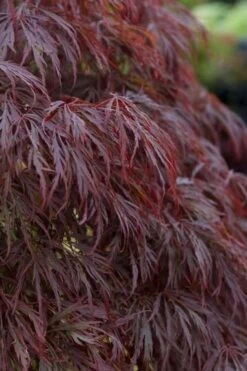 Crimson Queen Dwarf Japanese Maple (High Graft Tree Form) - 2 Gallon Pot -Wilson Bros Gardens acer palmatum dissectum crimson queen leaves