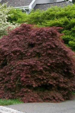 Crimson Queen Dwarf Japanese Maple - 2 Gallon Pot -Wilson Bros Gardens acer palmatum dissectum crimson queen low graft shrub form 1 1