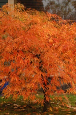 Otto's Dissectum Japanese Maple (Acer Palmatum) - 1 Gallon Pot