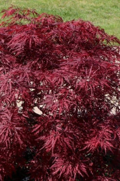 Red Dragon Dwarf Japanese Maple (High Graft) - 1 Gallon Pot 10 Red Dragon Dwarf Japanese Maple (High Graft) - 1 Gallon Pot -Wilson Bros Gardens acer palmatum dissectum red dragon japanese maple 205