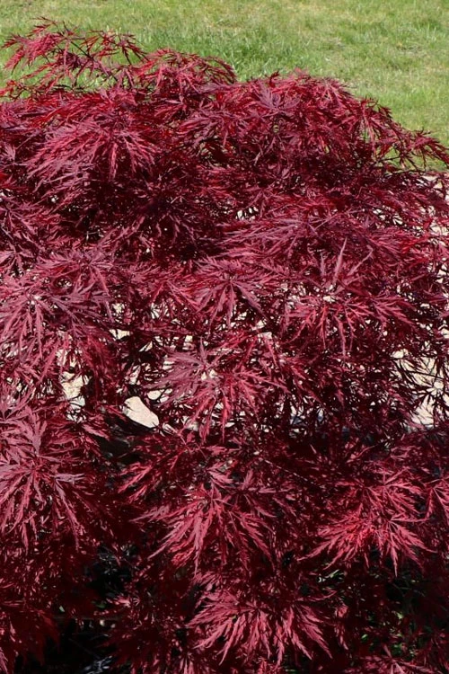 Red Dragon Dwarf Japanese Maple (High Graft) - 1 Gallon Pot 4 Red Dragon Dwarf Japanese Maple (High Graft) - 1 Gallon Pot - Image 4