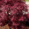 Red Dragon Dwarf Japanese Maple (High Graft) - 3 Gallon Pot (30-36")