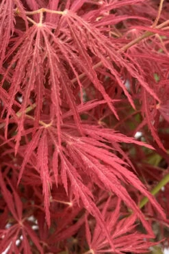 Victoria Red Sensation Weeping Japanese Maple - 3 Gallon Pot 10 Victoria Red Sensation Weeping Japanese Maple - 3 Gallon Pot -Wilson Bros Gardens acer palmatum dissectum victorias red sensation weeping japanese maple 1