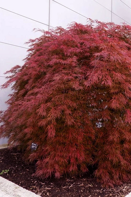 Victoria Red Sensation Weeping Japanese Maple - 3 Gallon Pot 7 Victoria Red Sensation Weeping Japanese Maple - 3 Gallon Pot - Image 7