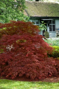Victoria Red Sensation Weeping Japanese Maple - 3 Gallon Pot 12 Victoria Red Sensation Weeping Japanese Maple - 3 Gallon Pot -Wilson Bros Gardens acer palmatum dissectum victorias red sensation weeping japanese maple 4