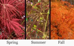 Victoria Red Sensation Weeping Japanese Maple - 3 Gallon Pot 11 Victoria Red Sensation Weeping Japanese Maple - 3 Gallon Pot -Wilson Bros Gardens acer palmatum dissectum victorias red sensation weeping japanese maple 5