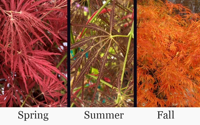 Victoria Red Sensation Weeping Japanese Maple - 3 Gallon Pot 5 Victoria Red Sensation Weeping Japanese Maple - 3 Gallon Pot - Image 5