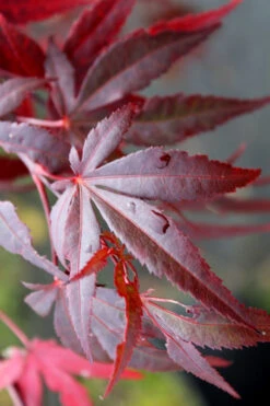 Dragon Tears Japanese Maple - 7 Gallon Pot 10 Dragon Tears Japanese Maple - 7 Gallon Pot -Wilson Bros Gardens acer palmatum dragon tears japanese maple 1 1