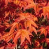 Dragon Tears Japanese Maple - 7 Gallon Pot