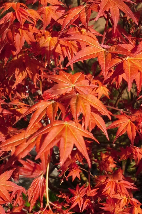 Dragon Tears Japanese Maple - 7 Gallon Pot 1 Dragon Tears Japanese Maple - 7 Gallon Pot