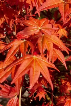Dragon Tears Japanese Maple - 7 Gallon Pot 11 Dragon Tears Japanese Maple - 7 Gallon Pot -Wilson Bros Gardens acer palmatum dragon tears japanese maple 7 1