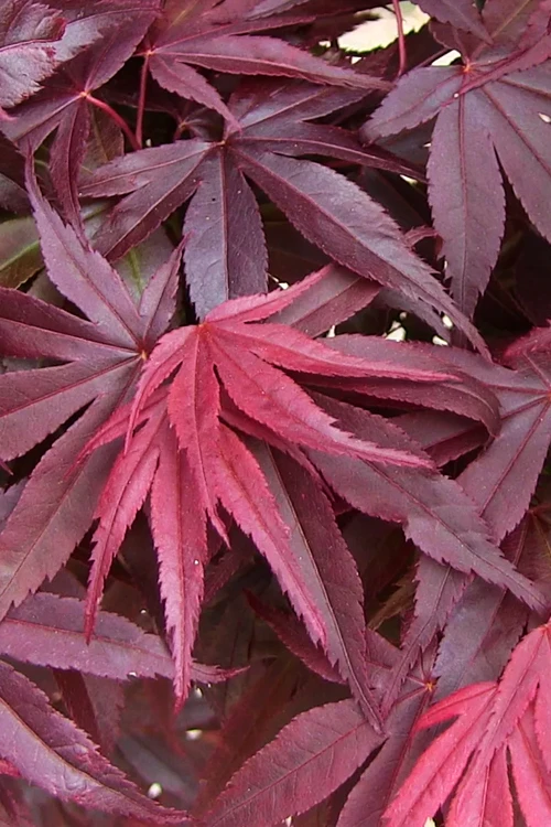 Emperor 1 Japanese Maple - 1 Gallon Pot 6 Emperor 1 Japanese Maple - 1 Gallon Pot - Image 6