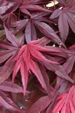 Emperor 1 Japanese Maple - 5 Gallon Pot (6-7') -Wilson Bros Gardens acer palmatum emperor 1 japanese maple 20 5