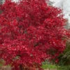 Emperor 1 Japanese Maple - 2 Gallon Pot