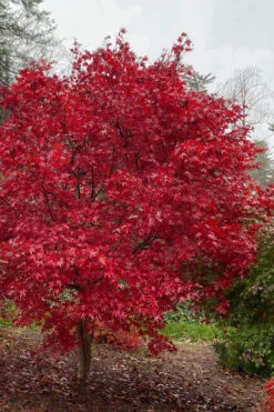Emperor 1 Japanese Maple - 5 Gallon Pot (6-7')